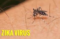 Zika virus and how to prevent